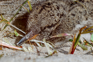 Eurasian Oystercatcher (Haematopus ostralegus) chick in Barents Sea coastal area, Russia