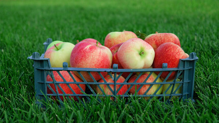 Red yellow apples in a plastic crate on the green grass. Harvesting fruit in garden at autumn, harvest festival season. Apples from organic farm. Template for advertising.