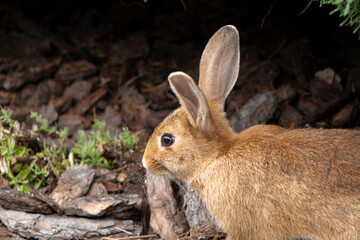 Selective focus. Wild, native young rabbit, Oryctolagus cuniculus. Rabbit is facing right. Space for copy. Horizontal. Brown rabbit in the wild. The Easter rabbit is real. Close-up