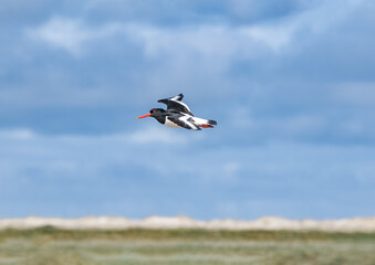 Eurasian Oystercatcher (Haematopus ostralegus) in Barents Sea coastal area, Russia