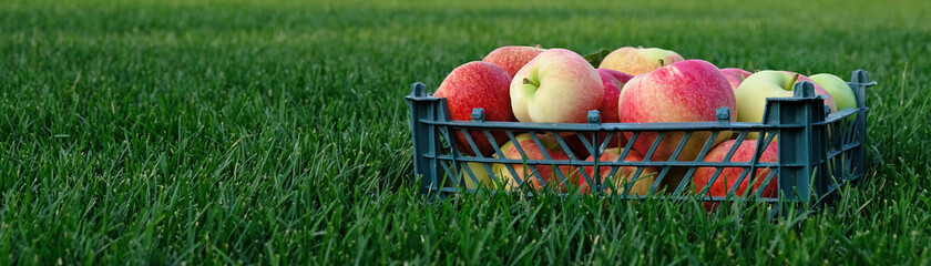 Banner with Red yellow apples in a plastic crate on the green grass. Harvesting fruit in garden at autumn, harvest festival season. Apples from organic farm. Template for advertising with copy space.