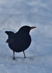 blackbird  on snow in winter scenery