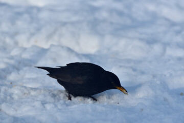 blackbird  on snow in winter scenery
