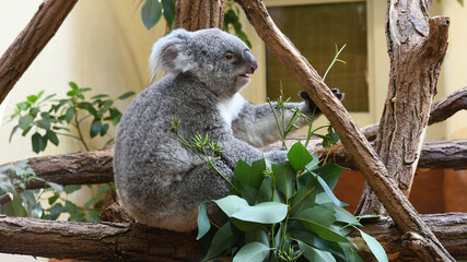 Koala Bear - Phascolarctos