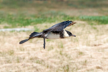 Pomarine Jaeger (Stercorarius pomarinus) in Barents Sea coastal area, Russia