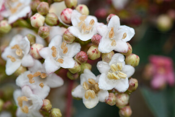 Detail of the flowers of Viburnum tinus after the rain