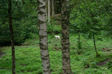 Obraz premium View of a Canis lupus arctos among the trees of a green forest