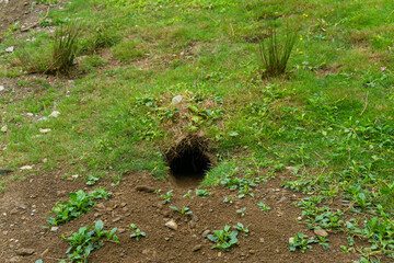 Marmot burrow in a vegetated meadow