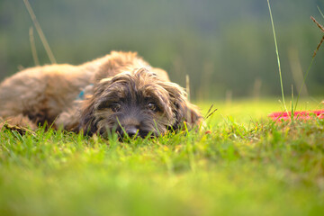 A close-up of a 3 and a half month old Catalan Shepherd puppy lying on the grass