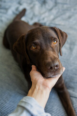 cute chocolate labrador retriever dog years on the bed, pet like a human lying on the bed and...