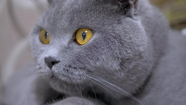 Wary Gaze of British Gray Cat with Brown Eyes. Close-up. The muzzle of an animal with Large Eyes. A wary funny pet with powerful paws watching movement. Resting cat. Animal concept. 4K. Slow-motion.