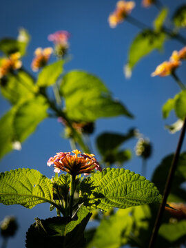 butterfly on a flower