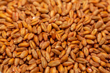 Wheat seeds, cereal seeds with red seed dressing or seed treatment