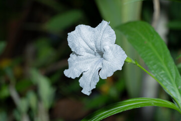 Waterkanon, Watrakanu, Minnieroot, Iron root, Feverroot, Popping pod, Cracker plant