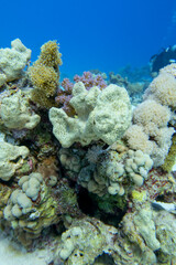 Naklejka na ściany i meble Colorful coral reef at the bottom of tropical sea, white sea sponge, underwater landscape