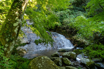 Naklejka na ściany i meble water flow is in rocky area in forest, JAPAN.