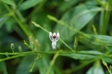 Close up of Kariyat flower or The Creat plant.