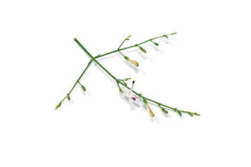 Close up of Kariyat flower on white background.