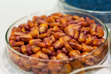 Corn seeds in petri dishes with a red pesticideclose-up. Plant protection concept. Corn in Petri dishes in the laboratory on the test.