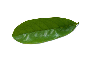 Soursop fruit, Prickly Custard leaves. Plant for Treatment of carcinoma