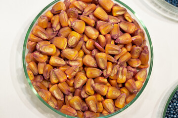 Corn seeds in petri dishes with a red pesticideclose-up. Plant protection concept. Corn in Petri dishes in the laboratory on the test.