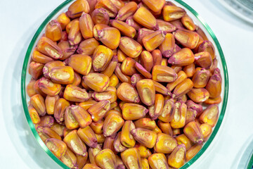 Corn seeds in petri dishes with a red pesticideclose-up. Plant protection concept. Corn in Petri dishes in the laboratory on the test.