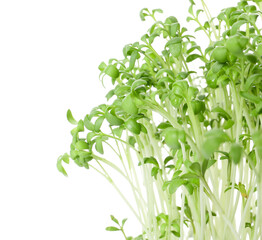 Fresh micro green on white background, closeup
