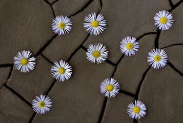 Small daisies on cracked, dry ground