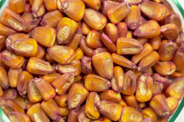 Corn seeds in petri dishes with a red pesticideclose-up. Plant protection concept. Corn in Petri dishes in the laboratory on the test.