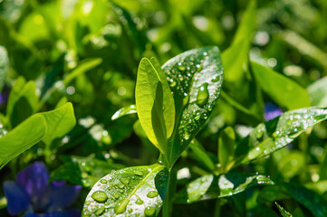 Vinca leaves after rain