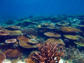 Underwater, Colorful table corals and branch corals at  Lighthouse Reef, Koror state, Palau, Pacific