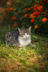 Photo of a striped cat near a flower bed.