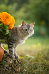 Naklejka na ściany i meble Photo of a gray fluffy cat near yellow sunflowers.
