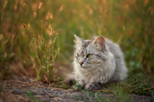 Photo of a gray fluffy cat in the grass at sunset.