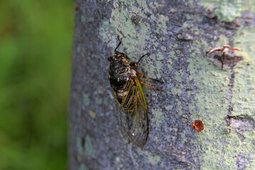 クマゼミのクローズアップ