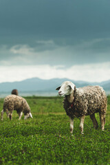 A flock of sheep grazing on a green grassland.
