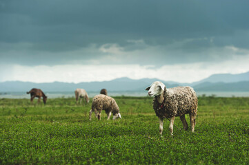 Fototapeta premium A flock of sheep grazing on a green grassland.