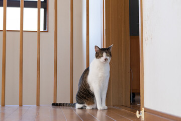 座っている猫　キジトラ白