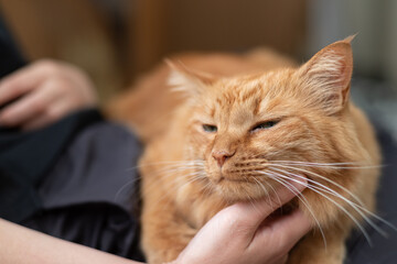 猫が好き　茶トラ猫