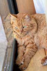 窓辺でくつろぐ猫　茶トラ猫