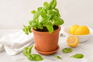 Fresh basil in pot and fresh lemons on light background