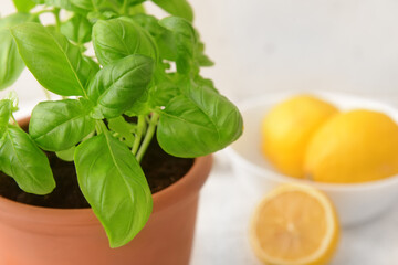 Fresh basil in pot on light background, closeup