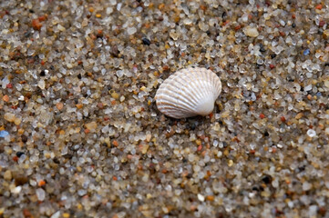 shell on the sand
