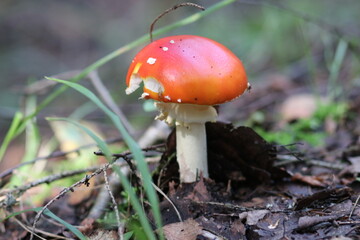 Close-up shot of a mushroom in the forest