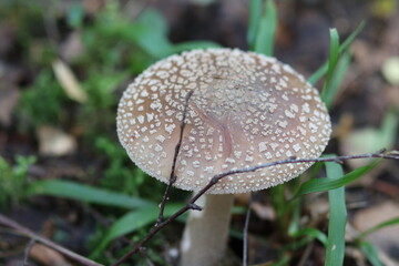 Close-up shot of a mushroom in the forest