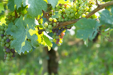 ワイン用ぶどう畑　ワイナリー　ぶどう　ぶどう畑