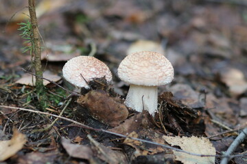 Close-up shot of a mushroom in the forest