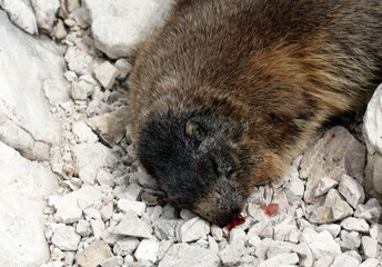 Dead marmot marmots after a fight
