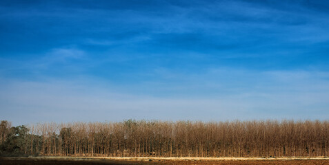 tree without leaves densely arranged Dark blue sky, rich colors, beautiful in the countryside