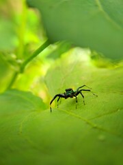 Jumping spider on green nature
